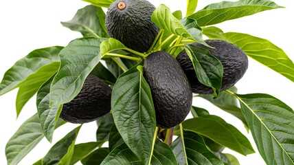 Sticker - Close-up of dark green avocados growing on a tree with lush green leaves against a white background.