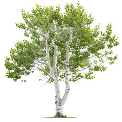 a graceful aspen tree with its smooth white bark and quaking green leaves, isolated on white backgro