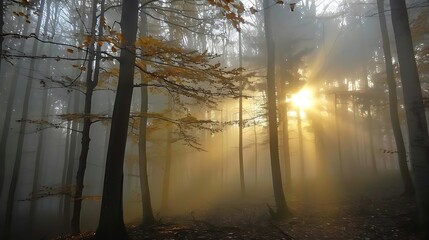 Poster - foggy forest with sunlight filtering through trees, including a tall brown tree and a smaller brown tree
