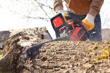 Wall Mural - Man sawing wooden log on sunny day, closeup