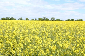 Sticker - Beautiful rapeseed flowers blooming in field under blue sky