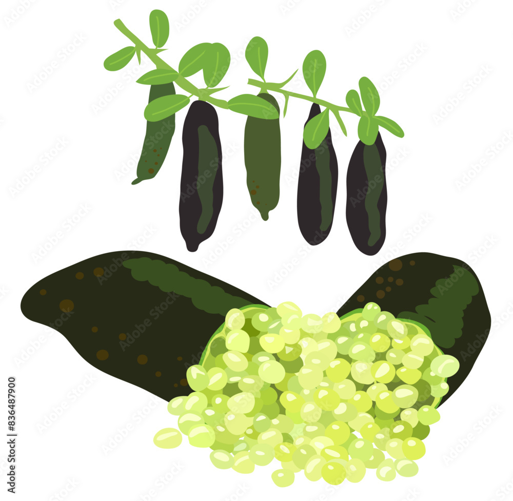 finger lime, Australian finger lime, citrus australasica, caviar lime ...