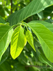 Sticker - fresh green sugar apple leaves on tree, nature background