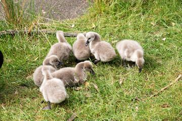 Sticker - Cygnets are grey when they hatch with black beaks and gradually turn black over the first six months at which time they learn to fly.