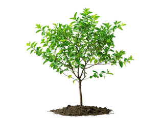 A young green tree with lush foliage stands in rich soil, symbolizing growth, nature, and environmental sustainability.