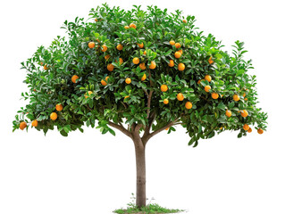 Healthy and vibrant orange tree laden with ripe fruits isolated on a white background. Perfect for agriculture or nature themes.