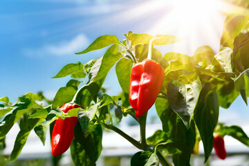 Sticker - red chili pepper