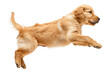© Jammy - Adorable golden retriever puppy leaping in mid-air against a white background. Playful young dog full of energy and joy. Perfect for pet-themed projects.