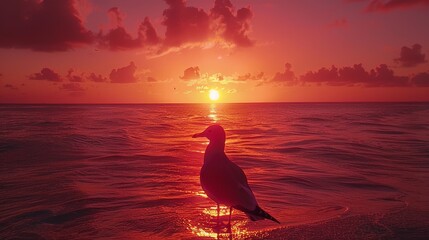 Wall Mural - Seagull at Sunset