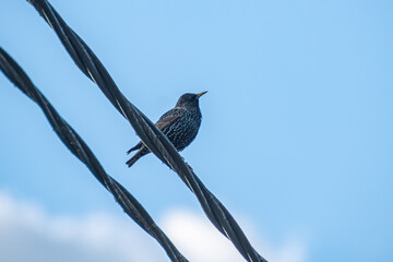 Wall Mural - Blackbird sitting on an electricity cable