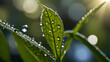 © naeem - Raindrops on fresh green leaves on a black background. Macro shot of water droplets on leaves. Waterdrop on green leaf after a rain.