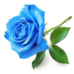 Wall Mural - A single, blue rose with green leaves is isolated on a white background