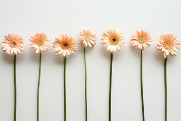 Poster - a row of pink daisies on a white background