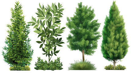 Wall Mural - Set of 4 large evergreen plants of various types isolated on a white background