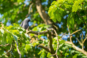 Canvas Print - a small blue bird sits on the branch of a tree