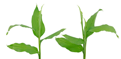 Wall Mural - Turmeric plant or Ginger plant isoled on white background.jpg