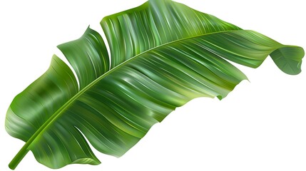 Wall Mural - Tropical banana leaf, deep green hues, on a transparent background, vivid details.