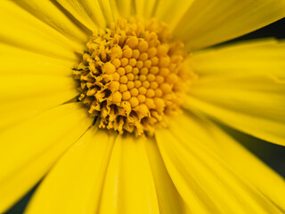 Sticker - yellow flower macro