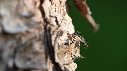 Wall Mural - a lot of small ants with wings on a tree trunk at a summer evening in the garden