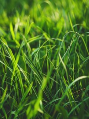 Wall Mural - Green grass field close-up