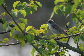 bird on a branch