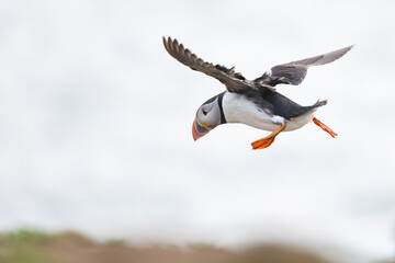 A back / side view of a puffin (fratercula arctica) coming in to land on the top of a cliff with the sea in the background.