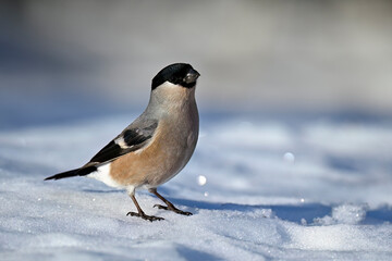 Canvas Print - Eurasian bullfinch on snow in winter