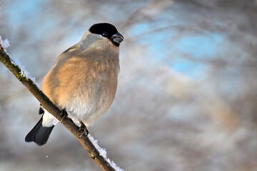 Canvas Print - Eurasian bullfinch in winter