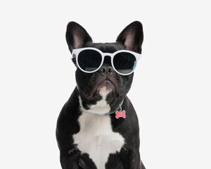 Wall Mural - closeup of adorable frenchie wearing sunglasses and collar