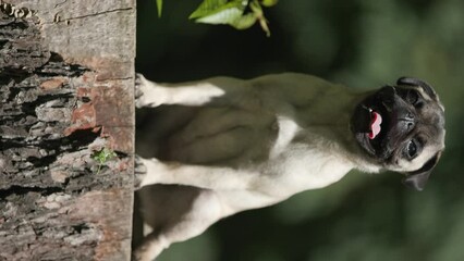 Wall Mural - happy mops dog sitting outside on a tree stump and panting with tongue out while looking around