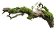 © Khawla - weathered tree branch, covered in patches of vibrant green moss, isolated on transparent background.