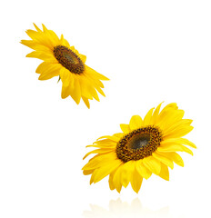 Wall Mural - Fresh organic Sunflower falling in the air isolated on white background. High resolution image