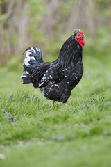 Wall Mural - Black rooster in the grass of garden