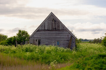 Wall Mural - Typical landscape of Texel island, Old wooden sheep shed farmhouse in spring, White flowers Cow Parsley, Anthriscus sylvestris, Wild chervil or Keck, The Dutch Wadden Islands, Den Hoorn, Netherlands.