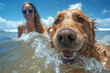 ©  J. GALIÑANES STOCK - A woman with her Golden Retriever pet enjoying a bath at the beach. Young woman and her dog enjoying together. Concept of pet companionship and outdoor activities.