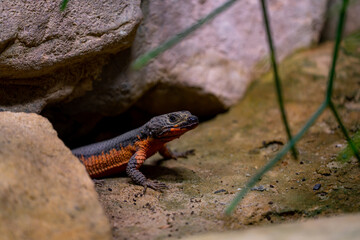 Wall Mural - lizard face