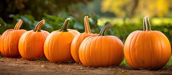 Poster - A collection of big, orange pumpkins rests on the garden ground with a front-view perspective, providing ample copy space image.