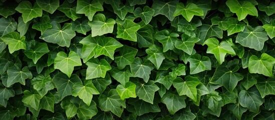 Poster - Background of ivy leaves with copy space image.