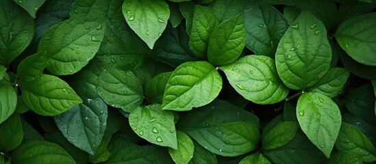 Poster - A leafy background suitable for framing, artwork, or wallpapers with plenty of copy space image.