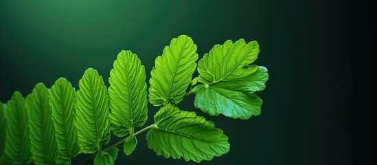 Aufkleber - Small Ashoka flower leaf's shape with copy space image.