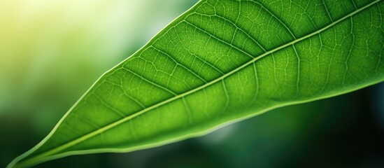 Poster - Close-up of a tree leaf in a natural setting with copy space image.