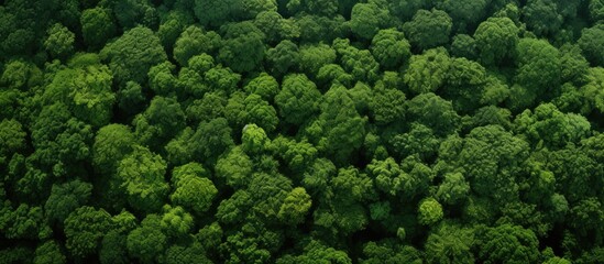 Poster - Canopy of trees creating an aerial forest view with copy space image available below.
