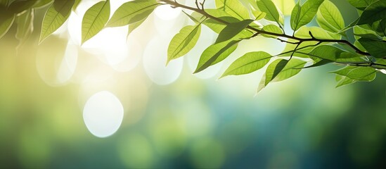 Poster - Sunlight illuminates leaves in the forest, creating a picturesque natural setting with a copy space image.