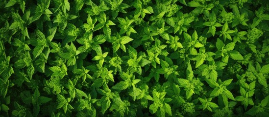 Poster - Photograph of a nettle field captured from above with plenty of visible copy space image.