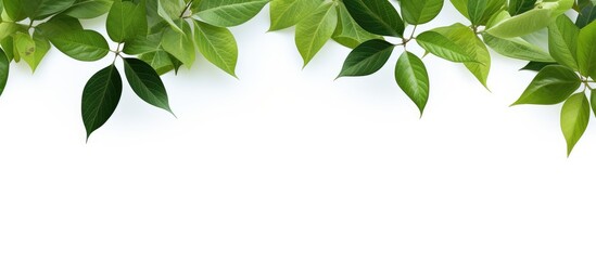 Fototapete - A vibrant image of green leaves set against a clean white backdrop, with ample copy space for text or graphics.