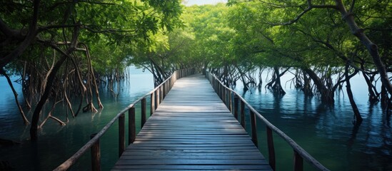 Poster - A serene mangrove forest surrounds a wooden bridge in the background, creating an ideal copy space image.