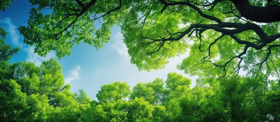 Aufkleber - Lush green forest trees with branches, set against a clear sky background, providing fresh oxygen, in a copy space image.