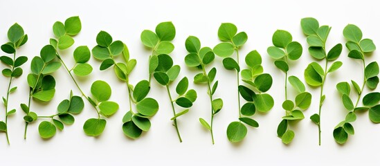 Aufkleber - Moringa leaves arranged with a white backdrop, perfect for a copy space image.