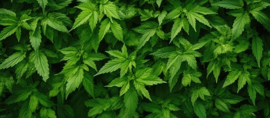 Poster - Photograph of a nettle field captured from above with plenty of visible copy space image.