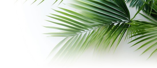 Aufkleber - Palm leaves in green hues set against a backdrop of white, with empty space for inserting an image.